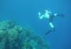 Roatan snorkeling