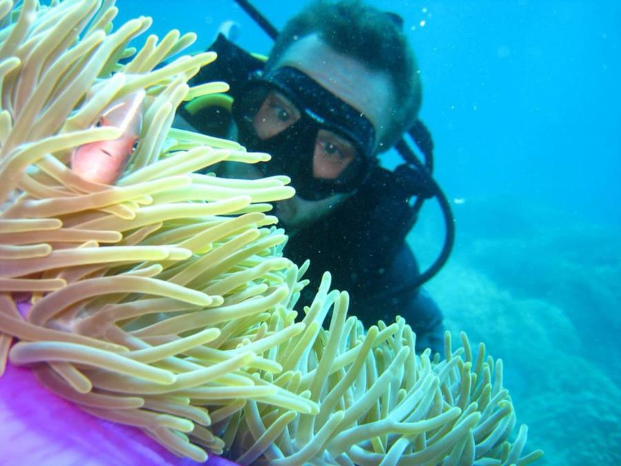 pink anemone fish in Nha Trang, Vietnam