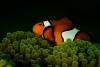 Clown fish, Andamans - India