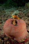 Anemone fish