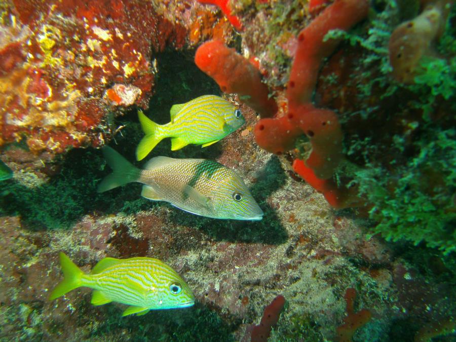 Key Largo