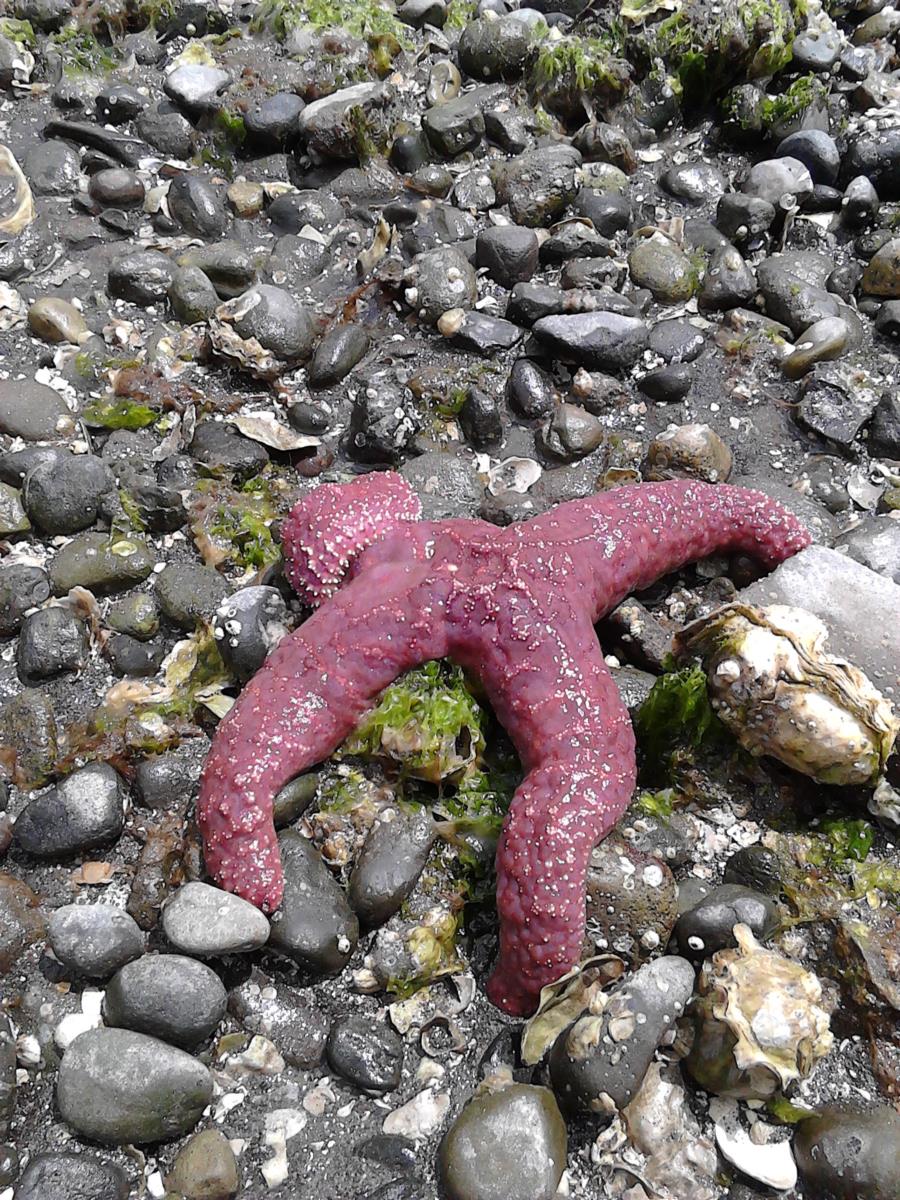 Sea Star in Hoodsport