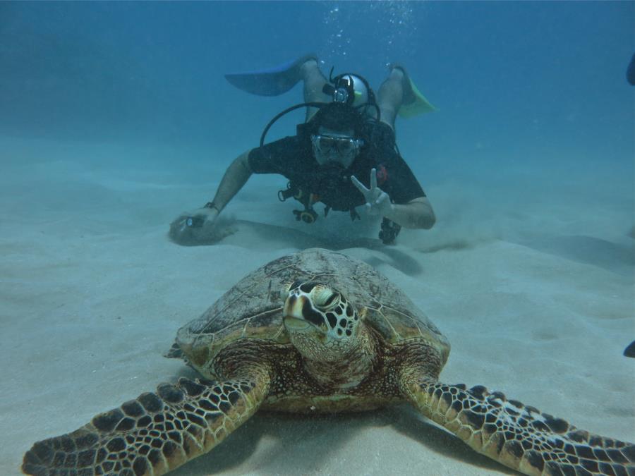 turtle canyon oahu 1