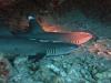 white tip reef sharks oahu