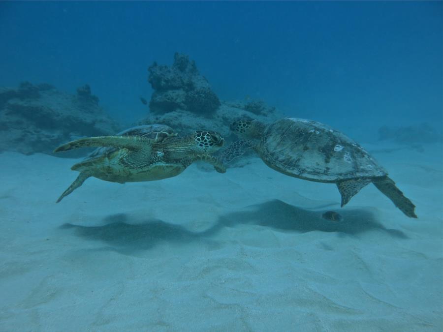 turtles oahu