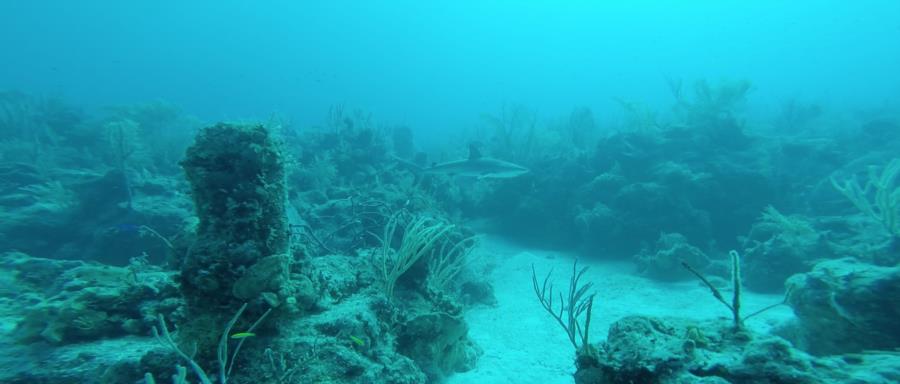 Caribbean reef shark