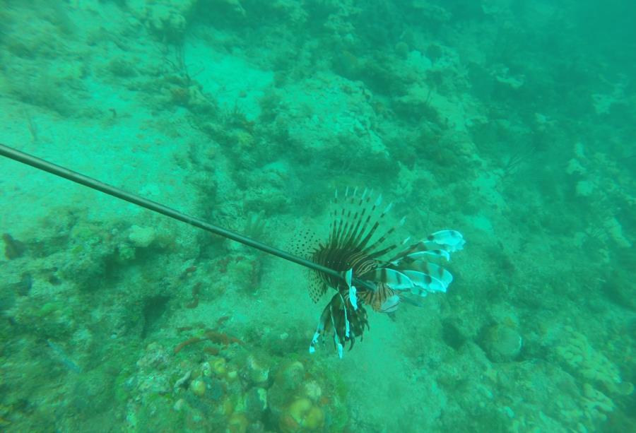 Lion Fish