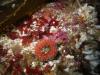 small anemone