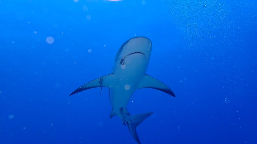 Diving Caribbean