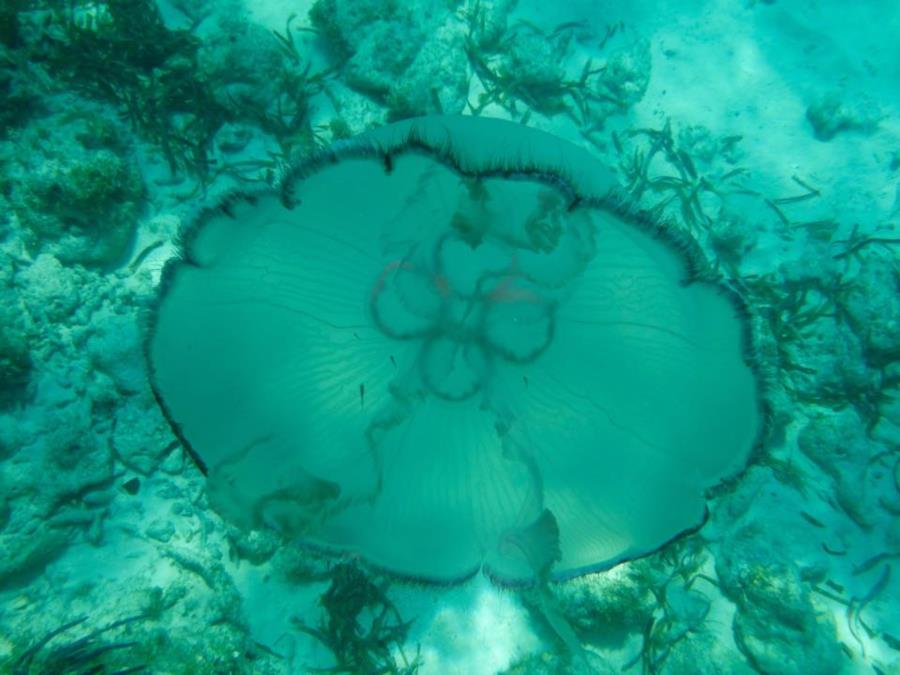 Dry Tortugas