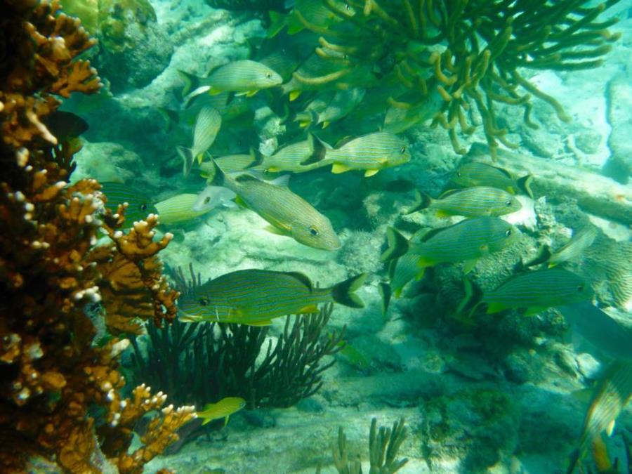 Dry Tortugas