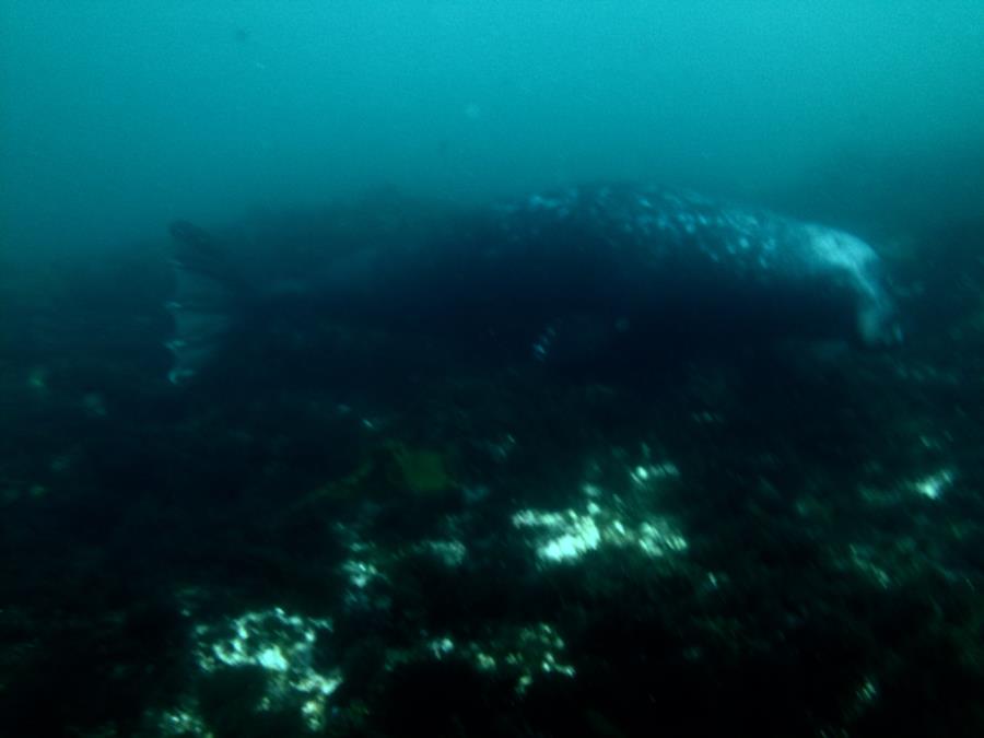 Me diving with seals