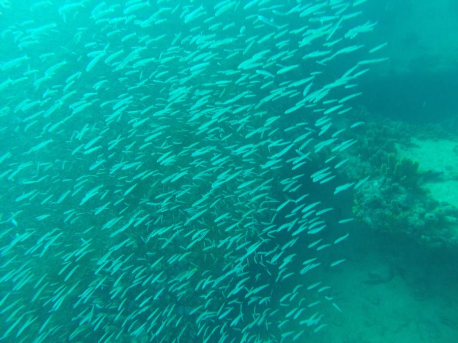 aruba