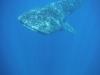 Whale Shark - Cozumel
