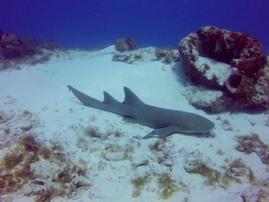 Nurse Shark