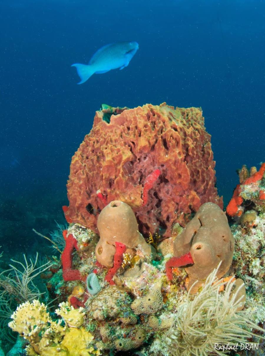 Molasses Reef