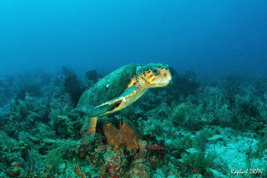 Turtle - Molasses Reef