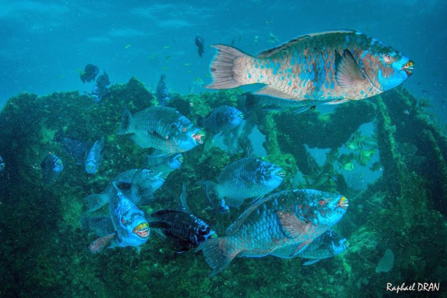 Midnight Parrot Fishes