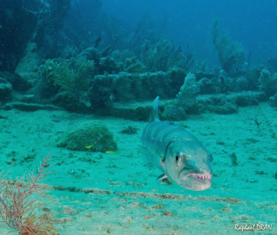 Barracuda on Benwood Wreck