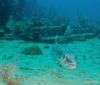 Barracuda on Benwood Wreck