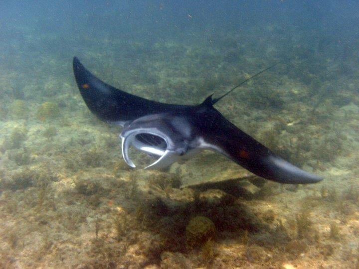 Manta Ray