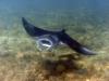 Manta Ray