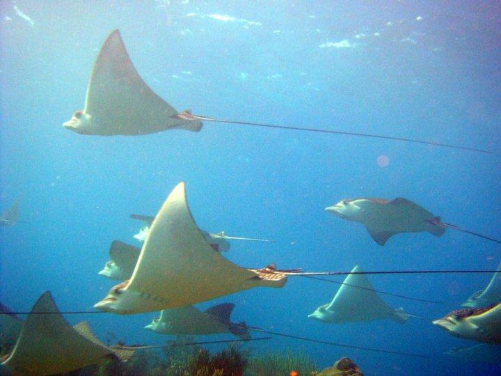 Eagle Rays