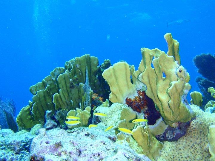 Leafy Fire Coral