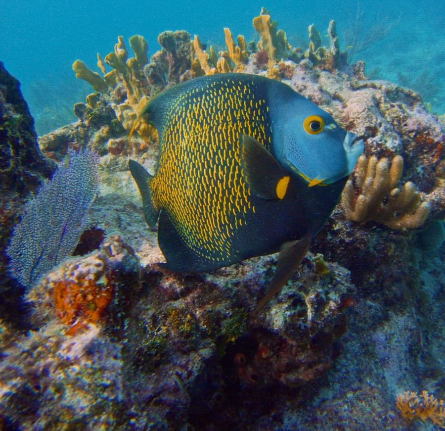 French AngelFish