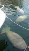 Manatees