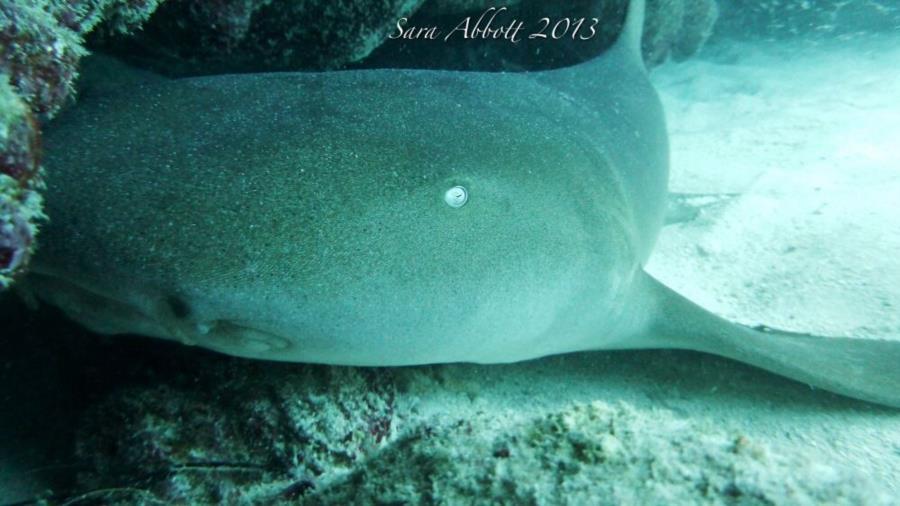 Nurse Shark