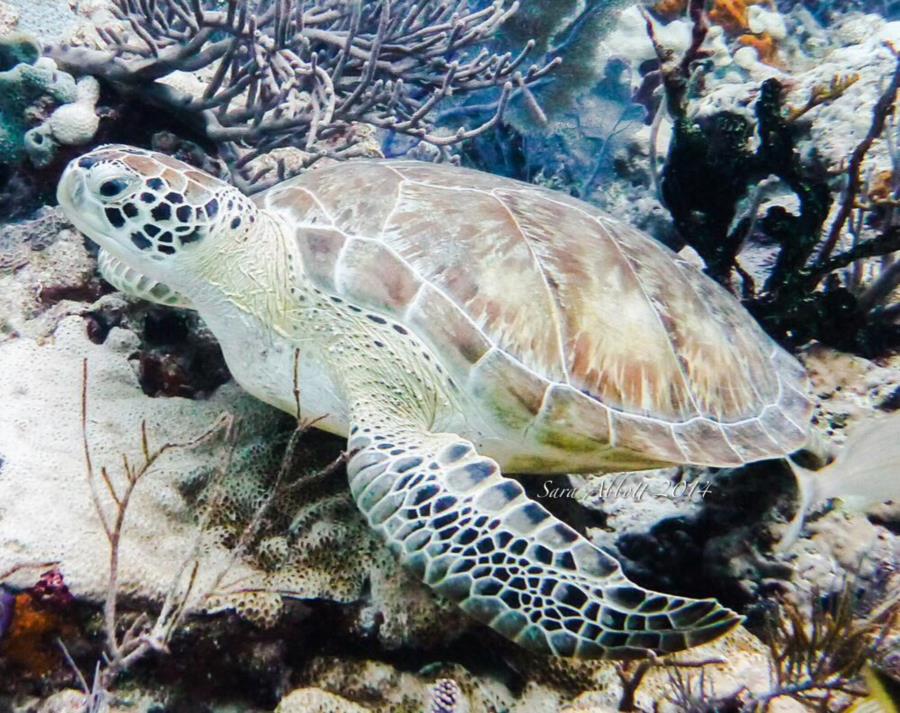 Turtle - Molasses Reef
