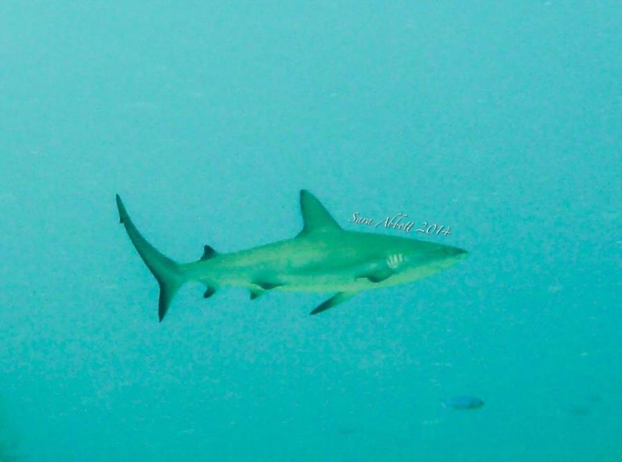 Reef Shark