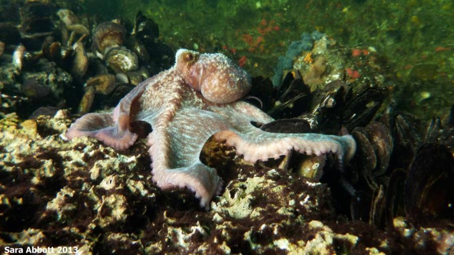 Octopus - French Reef