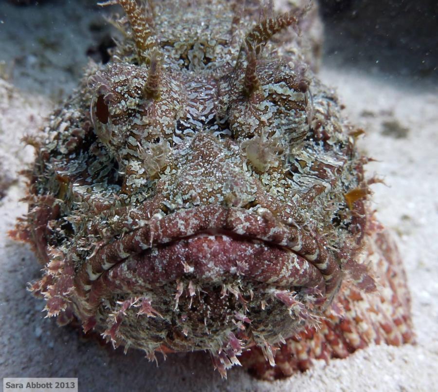 Spotted ScorpionFish