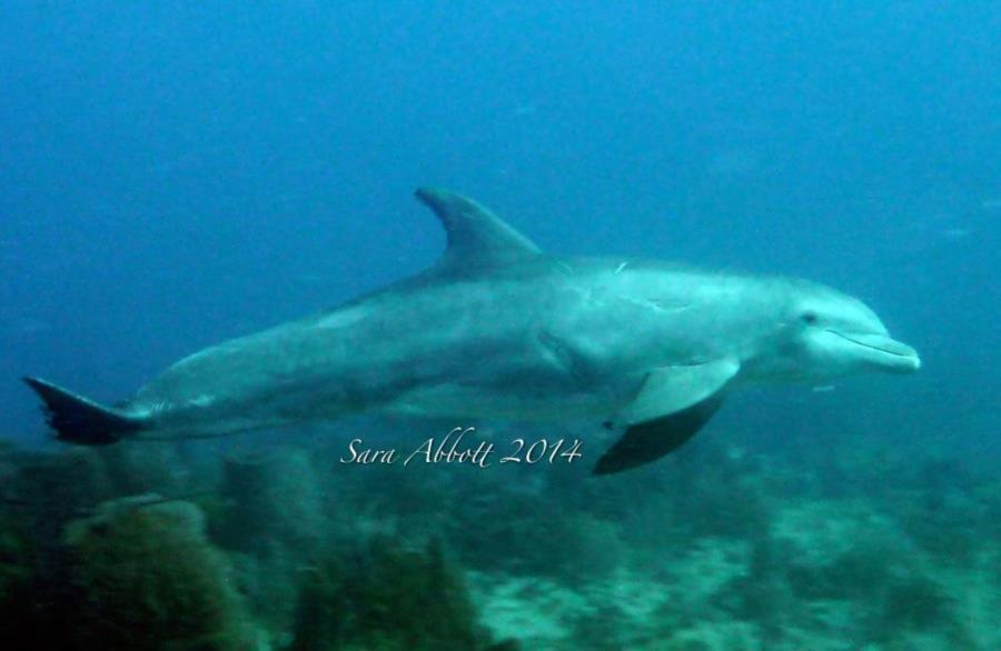 Dolphin - Molasses Reef