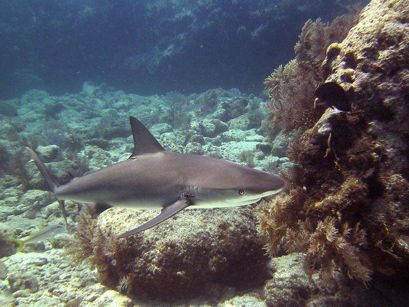 Reef Shark - French Reef