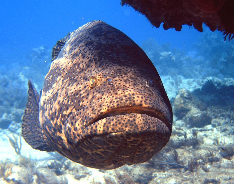 Goliath Grouper