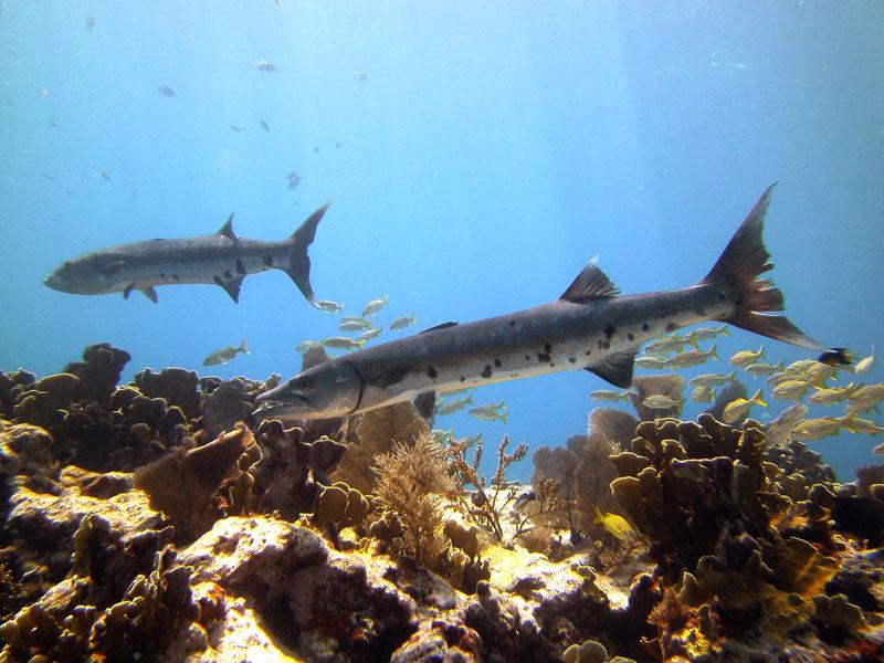 Barracuda - French Reef