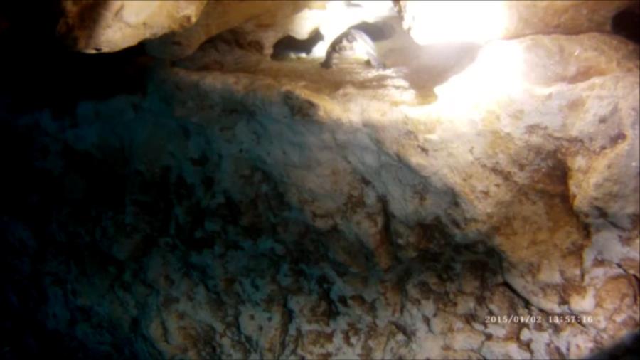 Soft-shelled Turtle in Cavern