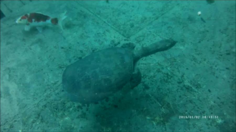 Virgil, The Famous Blue Grotto Turtle