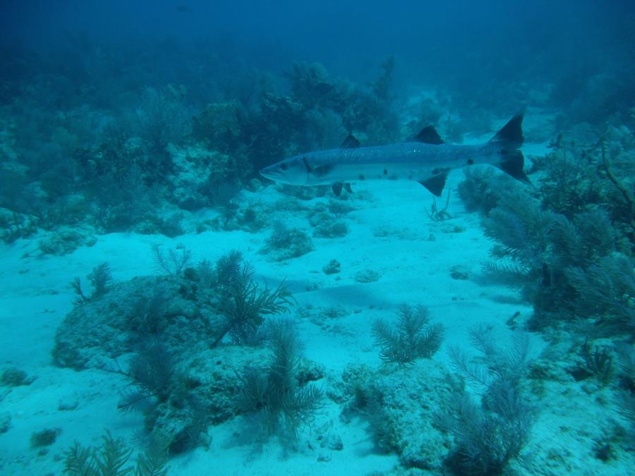 Molasses Reef, Key Largo