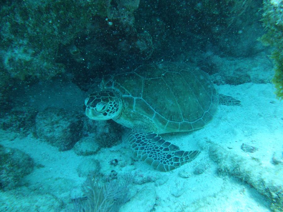 Molasses Reef, Key Largo