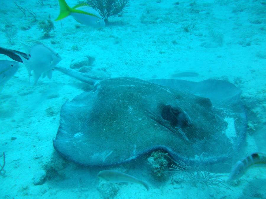 Molasses Reef, Key Largo