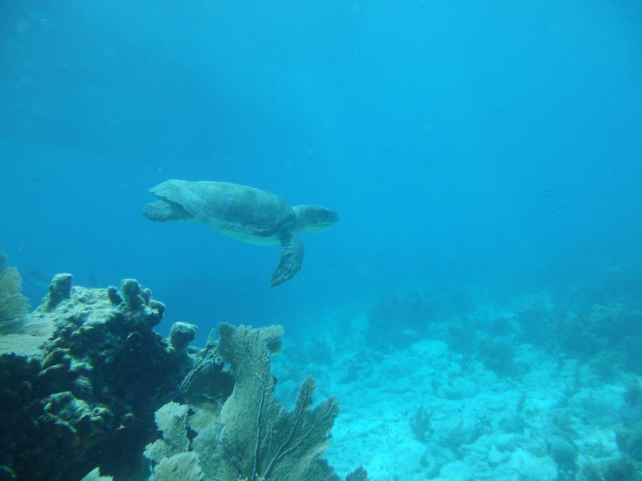 Molasses Reef, Key Largo