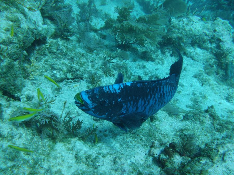 Molasses Reef, Key Largo