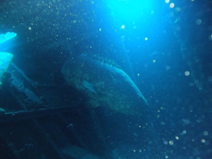 Ancient Mariner, Fort Lauderdale