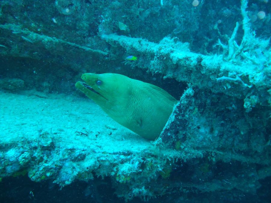 Ancient Mariner, Fort Lauderdale