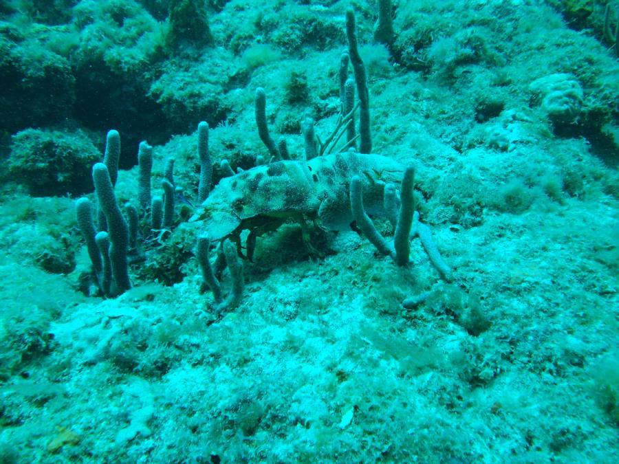 Lighthouse Ledge, Pompano Beach