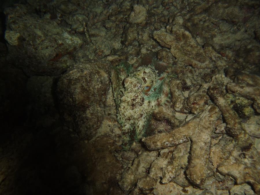 Guam - Night Dive - Octopus